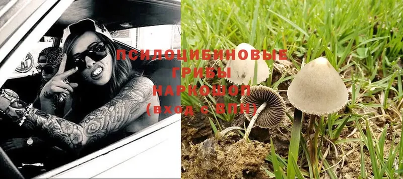 Псилоцибиновые грибы Magic Shrooms  MEGA вход  Котовск 